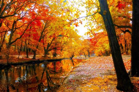 autumn forest background|trees autumn artwork wallpaper desktop.